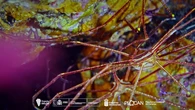 La Palma mira al mar: el proyecto Delta transforma la isla en un laboratorio vivo
