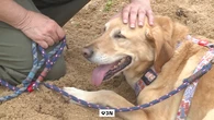 Perros drogados por comer heces humanas de consumidores de cannabis en Somo