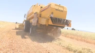El campo no se detiene: los agricultores recogen cereal bajo temperaturas extremas