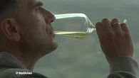 De la cepa al mundo: los vinos españoles se abren paso fuera de nuestras fronteras