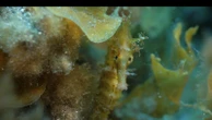 Canarias impulsa un plan pionero para rescatar al caballito de mar