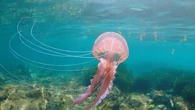Alerta en la Costa del Sol por la presencia de una peligrosa especie de medusa en Málaga, Cádiz y Ceuta