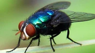 El gusano barrenador usa los afilados ganchos de su boca para perforar los tejidos y comer tu carne