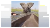 VÍDEO: Un elefante ataca a un grupo de turistas y hunde a una mujer bajo el agua en un safari de África