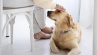 Una familia ofrece casi 70.000 euros al año y alojamiento por cuidar de su perro