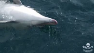 Denunciado el patrón de un pesquero tras capturar 18 delfines en Galicia