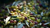 La UE rechaza un lote de aceitunas de Marruecos por exceso de plomo