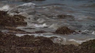 El Ayuntamiento de Noja inicia la retirada del alga invasora asiática que ha cubierto varias playas