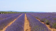 Crisis de la lavanda: precios irrisorios y esencias sintéticas como competencia