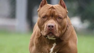 Una mujer de 50 años muere tras ser atacada por los pitbulls de su vecino