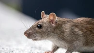 Una tesis de la Universidad de Valladolid ya identificó en 2022 hantavirus en roedores silvestres de Castilla y León