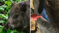 Encuentran jabalíes con carne azul en California: el tono de su piel podría deberse a un pesticida