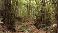 Se buscan Ingenieros Forestales y de Montes para enfrentar el cambio climático y la gestión sostenible de los bosques