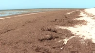 Preocupante invasión de algas asiáticas en las playas de Cádiz