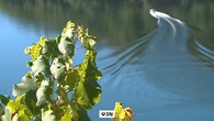 La Ribeira Sacra ha sido el escenario escogido para poner a prueba un proyecto piloto de uso de drones en carga en la vendimia