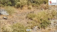 Campaña para la convivencia con los osos en León: contenedores especiales y trampas para alejarlos de las poblaciones