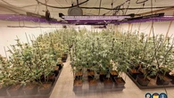 Una banda criminal alquilaba casas de lujo para esconder plantaciones de marihuana en Tenerife