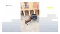 VÍDEO: dos toros destrozan brutalmente un coche al escapar del encierro en Guadalajara
