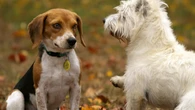 La Ley de Bienestar Animal endurece las normas: hacer esto a tu perro se puede multar con hasta 200.000 euros
