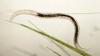 Descubren dos nuevas especies de nematodos en un cañón submarino del Mediterráneo