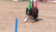 Toni Aguilar y su perro Zizou compiten por quinto año consecutivo en el Mundial de Obediencia Canina