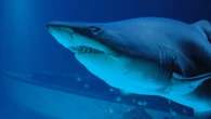Un tiburón ataca a un menor de 13 años que lo pescó por error en Estados Unidos