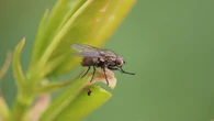 La mosca negra muerde y se alimenta de tu sangre, estos son los lugares donde es una plaga en España.