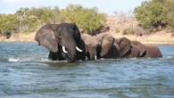 Mueren dos turistas en un safari en Zambia al ser embestidas por un elefante