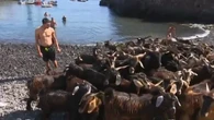 Más de 400 cabras reciben un baño purificador por el día de San Juan en Tenerife