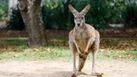 Muere por el ataque de un canguro en un zoológico tras entrar a su recinto para jugar con él