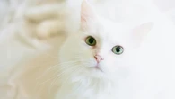Resuelto el asesinato de una mujer de 35 años gracias al gato blanco del asesino