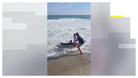 VÍDEO: Un pescador libera a un tiburón blanco sentándose encima de él