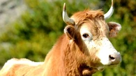 Una vaca muere arrollada en Gijón, da a luz en el impacto y destapa un cadáver humano oculto