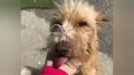 Vídeo: Rescatan a un perro que llevaba 3 años viviendo atado a una cadena en Galicia