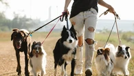 Tener un perro en España requerirá un curso obligatorio de formación de 4 horas