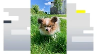 Muere Lazare, considerado el perro más viejo del mundo, a los 30 años