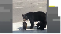 Un oso violento siembra el pánico en Fukushima y ataca a 4 personas