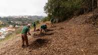 Crean en Gran Canaria el bosque de los recuerdos: un adiós en armonía con la naturaleza