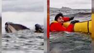 El momento exacto en que una ballena se traga y escupe a un joven que practicaba kayak en el Estrecho de Magallanes