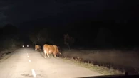 Unas vacas provocan 6 accidentes y arrasan con campos en dos pueblos de León