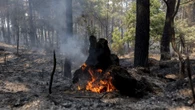 Última hora de los incendios en España, en directo: Más de 85.500 hectáreas calcinadas antes de una nueva ola de calor