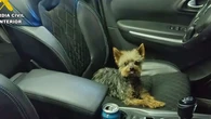 Un perro salva la vida de su dueño y guía a la Guardia Civil hasta el herido tras horas en el suelo