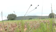 Las tierras raras de Ciudad Real: el filón de la monacita gris