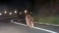 VÍDEO: Un ejemplar de oso pardo sorprende a los conductores al aparecer en una carretera de Navarra