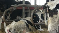 Dos nuevos focos de dermatosis nodular contagiosa en Girona