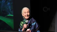 Muere Jane Goodall, reconocida investigadora de chimpancés, a los 91 años