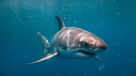 Muere un pescador tras ser atacado por un tiburón blanco de cuatro metros
