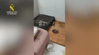 La Guardia Civil halla 250 animales muertos y 171 en estado crítico en un criadero clandestino en A Coruña