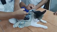 Un gato cargado con marihuana y crack desata una operación policial en una cárcel de Costa Rica