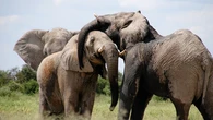 Un turista español le da cerveza a un elefante en Kenia y desata las críticas en redes sociales